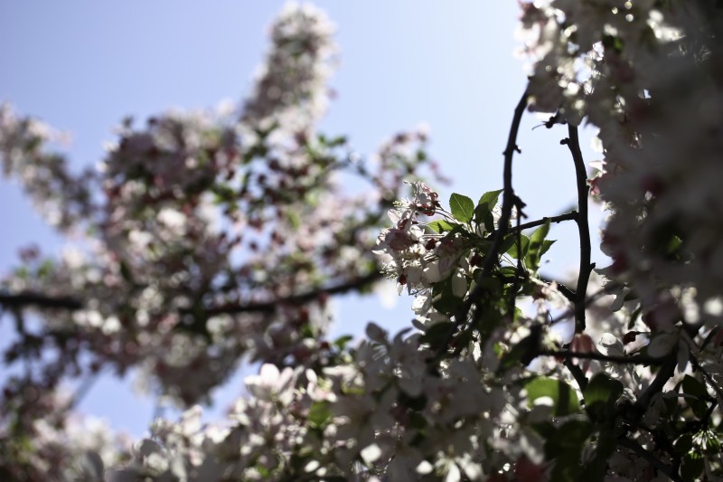 Cherry blossoms in DC