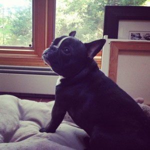 Zuzu the French Bulldog poses