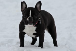 Adorable French Bulldog blog