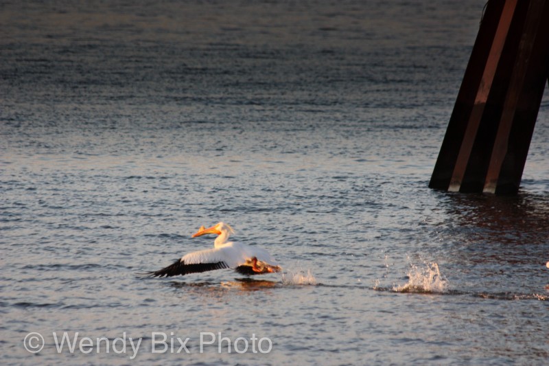 Pelican taking off