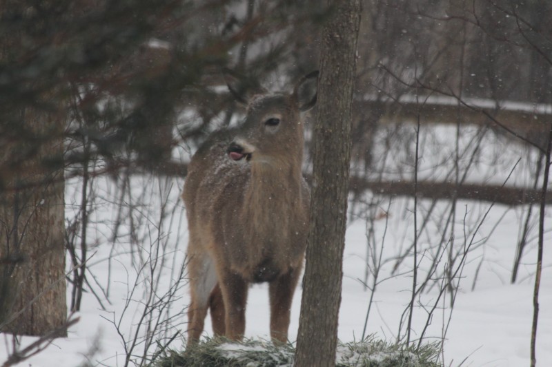 Mmm... delicious currant bush. Fuck this hay shit. 